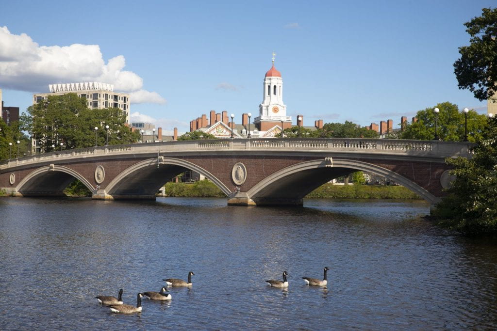 Ducks swimming by by the Charles river bridge